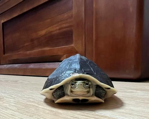 亲民的安布闭壳龟——我们的陪伴（探索安布闭壳龟的神奇世界）(图1)