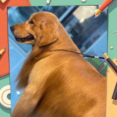 金毛胎毛的脱落周期及原因（揭秘金毛胎毛掉落的奥秘，让你的宠物更健康）(图3)