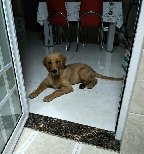 金毛胎毛的脱落周期及原因（揭秘金毛胎毛掉落的奥秘，让你的宠物更健康）(图1)