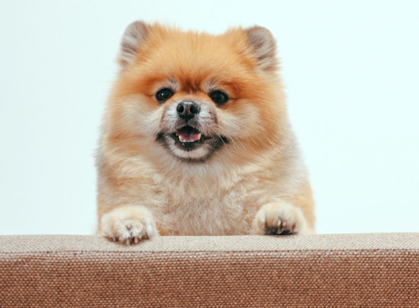 狗狗经常打嗝原来不是吃太饱，教你区分3种病理原因(图1)