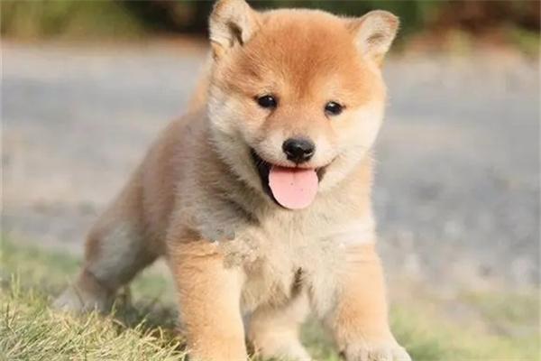 狗狗身上的黑斑越来越多是怎么回事？(图3)