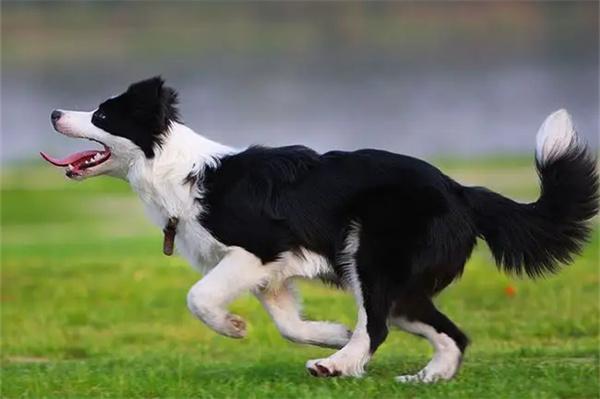 狗狗拆家屡教不改怎么办？(图3)