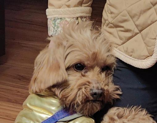 疫苗接种后出现过敏反应的原因与对策（了解疫苗接种后可能出现的过敏反应，做好预防和处理工作）(图2)