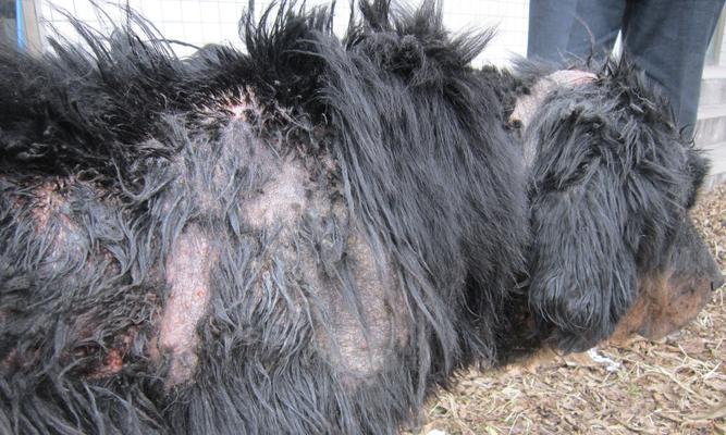 如何预防和治疗藏獒肠胃病（了解藏獒肠胃病的症状和治疗方法）(图3)