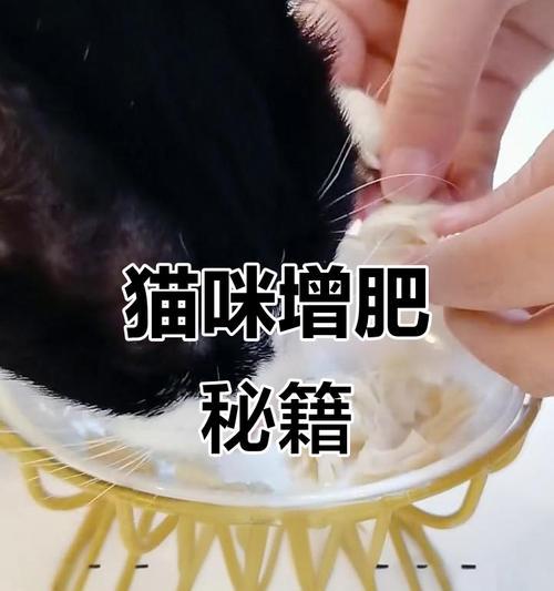 幼猫饮食需求（了解幼猫每餐所需，为它们健康成长铺路）(图1)