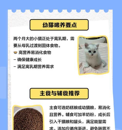 如何让猫咪健康又肥？（营养丰富的食物和健康猫粮的选择）(图1)