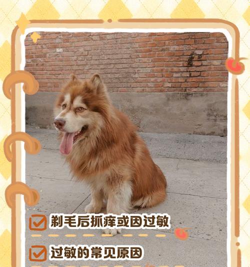狗狗尾巴毛掉光了的原因与解决方法（探索狗狗尾巴毛掉光的成因以及有效解决方案）(图1)