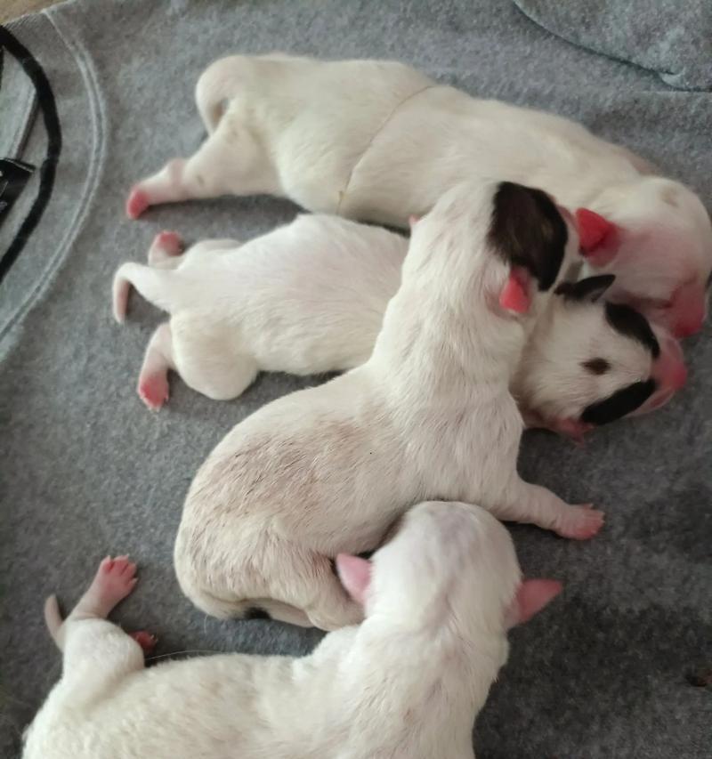 奇迹！狗狗生完十几天又生了一只（一只狗狗的惊人繁殖能力及其关键因素探析）(图2)
