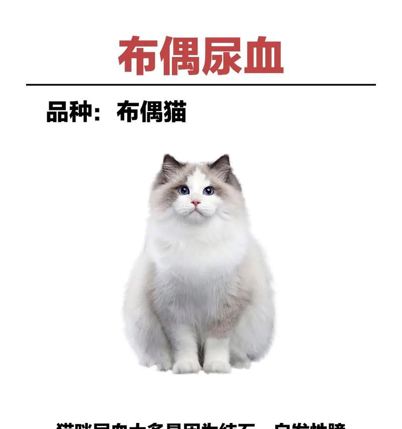 布偶猫突然拉屎拉地上的原因及应对方法（布偶猫拉屎地上的关键原因是什么，如何有效应对这一问题）(图2)