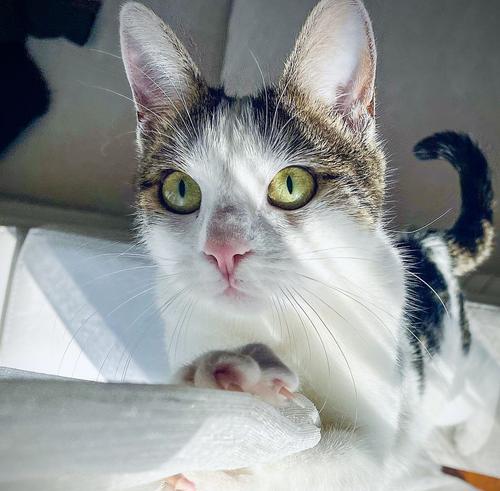 猫能嗅出癌症（为什么猫能嗅出癌症？）(图2)