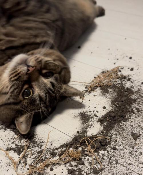 布偶猫突然拉屎拉地上的原因及应对方法（布偶猫拉屎地上的关键原因是什么，如何有效应对这一问题）(图1)