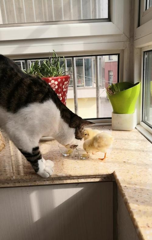 猫能嗅出癌症（为什么猫能嗅出癌症？）(图3)