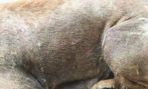 狗狗尾巴毛掉光了的原因与解决方法（探索狗狗尾巴毛掉光的成因以及有效解决方案）(图3)