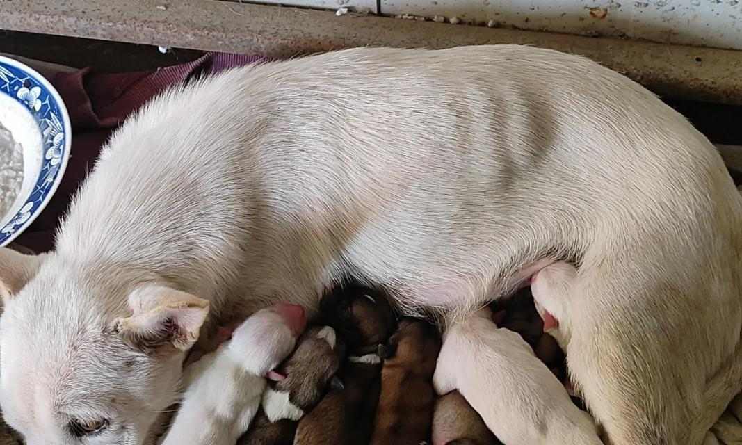 奇迹！狗狗生完十几天又生了一只（一只狗狗的惊人繁殖能力及其关键因素探析）(图1)