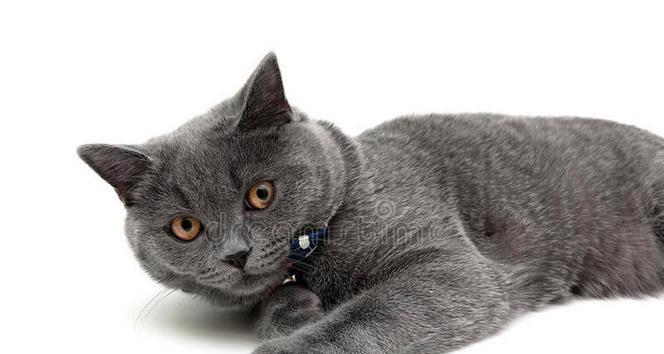 灰白相间的猫——优雅与神秘的象征（探索灰白猫的独特之美）(图1)