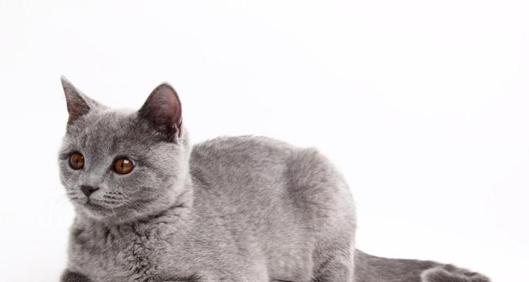 灰白相间的猫——优雅与神秘的象征（探索灰白猫的独特之美）(图2)