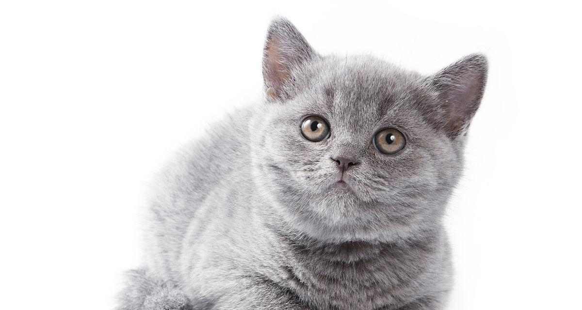 灰白相间的猫——优雅与神秘的象征（探索灰白猫的独特之美）(图3)