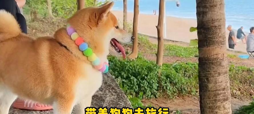 出门旅游时如何处理宠物狗的问题（带狗狗一起旅行，轻松解决困扰）(图2)