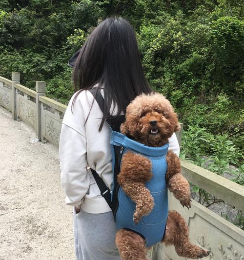 出门旅游时如何处理宠物狗的问题（带狗狗一起旅行，轻松解决困扰）(图3)