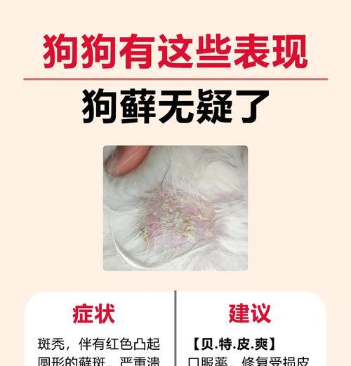 狗身上皮肤变黑的原因（揭秘狗狗皮肤变黑的5大原因）(图3)