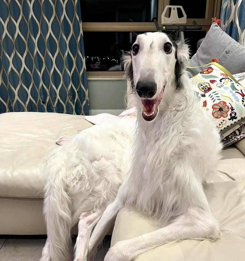 细狗如何害怕笨狗（细狗如何运用智慧战胜笨狗）(图1)