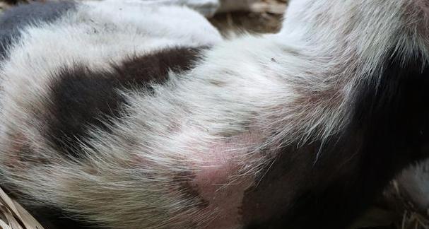 狗身上皮肤变黑的原因（揭秘狗狗皮肤变黑的5大原因）(图1)