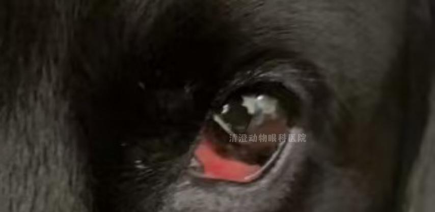 狗眼睑肿胀的原因和处理方法（解读眼睑肿胀的症状和治疗措施）(图1)
