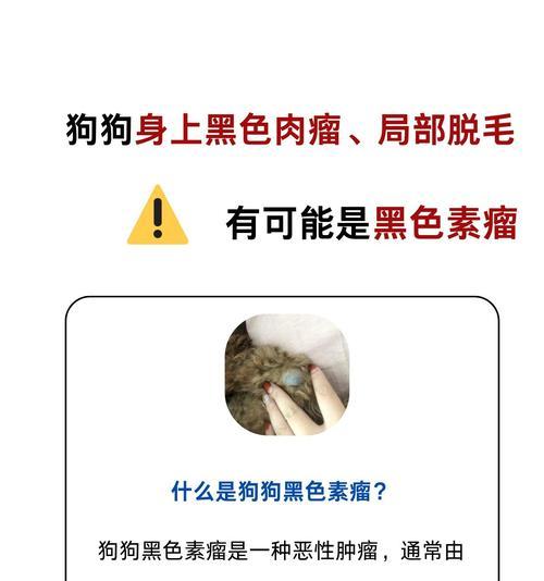 狗身上皮肤变黑的原因（揭秘狗狗皮肤变黑的5大原因）(图2)