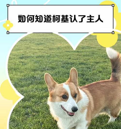 如何帮助幼犬尽快认主（建立强烈的主人认同感，促进快速适应新环境）(图2)