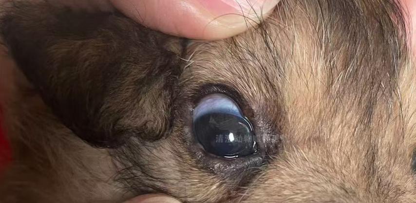 狗眼睑肿胀的原因和处理方法（解读眼睑肿胀的症状和治疗措施）(图2)