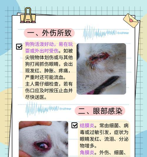 狗眼睑肿胀的原因和处理方法（解读眼睑肿胀的症状和治疗措施）(图3)