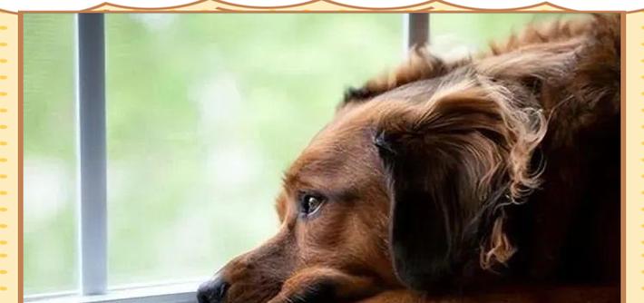 狗狗的抑郁症（探索狗狗心理健康，帮助他们摆脱抑郁）(图2)