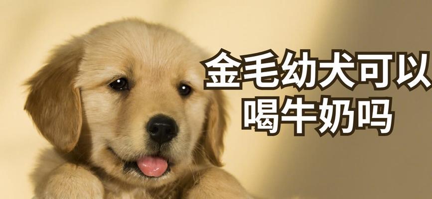 金毛的饮食指南（适合不同年龄段金毛的进食方式）(图2)
