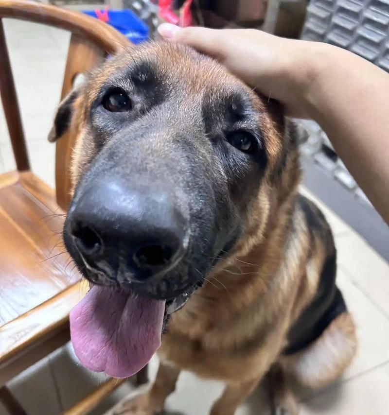 细狗如何害怕笨狗（细狗如何运用智慧战胜笨狗）(图3)