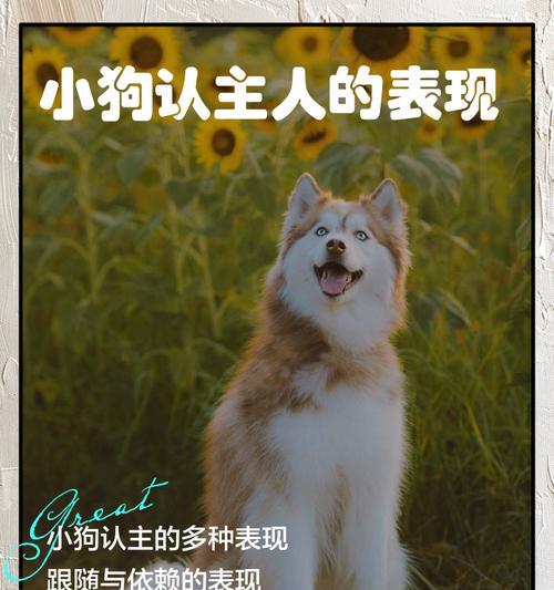 如何帮助幼犬尽快认主（建立强烈的主人认同感，促进快速适应新环境）(图3)