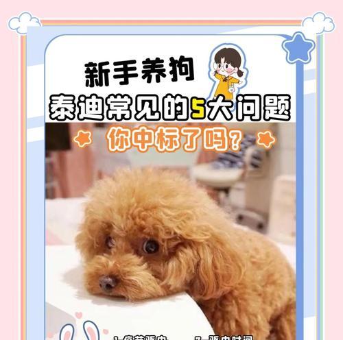 泰迪犬的关键期（3~6个月，关键期的挑战与机遇）(图2)