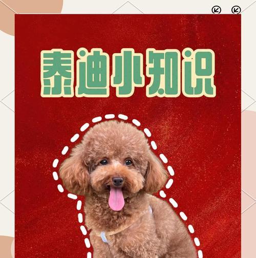 泰迪犬的关键期（3~6个月，关键期的挑战与机遇）(图3)