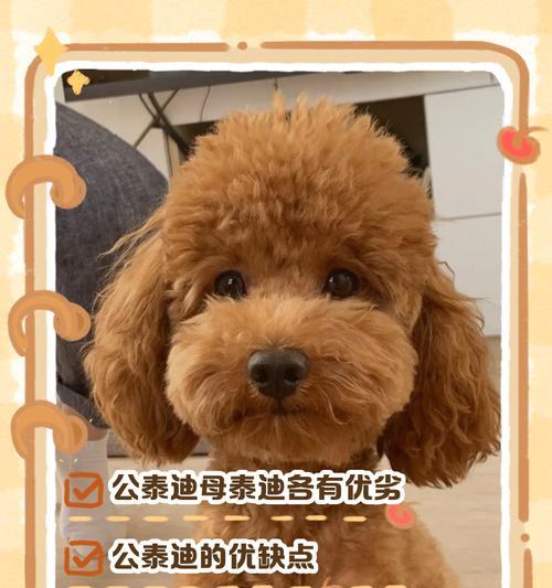 泰迪犬的关键期（3~6个月，关键期的挑战与机遇）(图1)