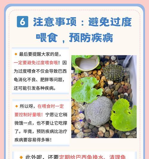 乌龟孵化需要多长时间？（揭开乌龟孵化的神秘面纱） - 新生家伴