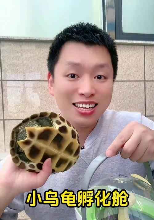 乌龟孵化需要多长时间？（揭开乌龟孵化的神秘面纱）(图2)