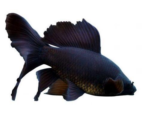 加温还是不加温？探究冷水观赏鱼饲养的利弊（冷水观赏鱼的温度需求与饲养方式）(图1)