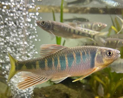 加温还是不加温？探究冷水观赏鱼饲养的利弊（冷水观赏鱼的温度需求与饲养方式）(图3)