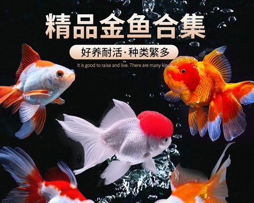 加温还是不加温？探究冷水观赏鱼饲养的利弊（冷水观赏鱼的温度需求与饲养方式）(图2)