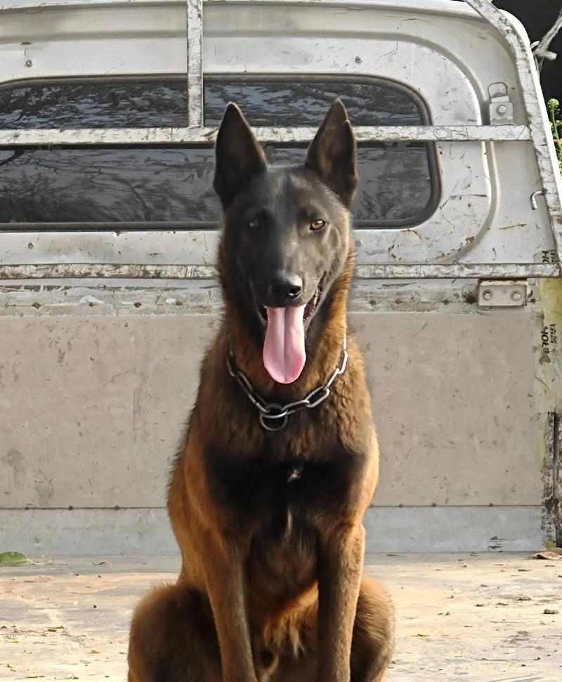 土狗小狗出生后多久能走路？（探究土狗小狗的行动发育时间）(图3)