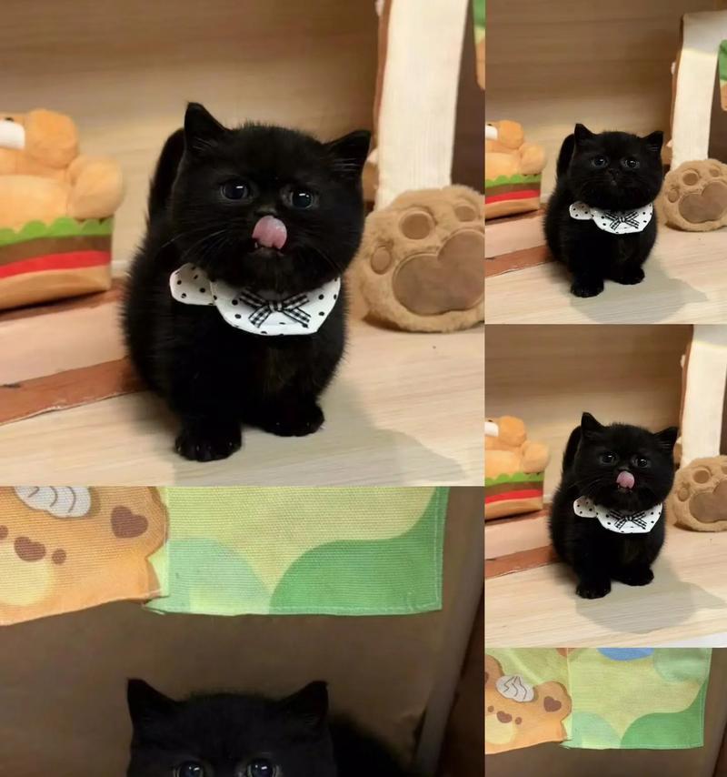 孟买猫的价格和饲养技巧（了解孟买猫的价格，掌握科学饲养技巧，让你的猫咪健康快乐）(图1)