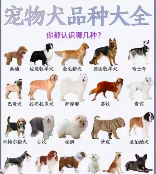 高大聪明的狗——人类最忠实的伙伴（以其智慧和力量，狗种族在人类生活中发挥着重要作用）(图3)