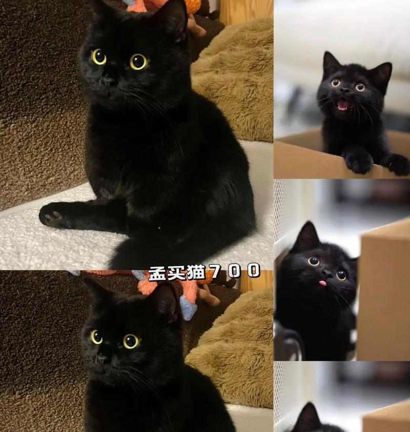 孟买猫的价格和饲养技巧（了解孟买猫的价格，掌握科学饲养技巧，让你的猫咪健康快乐）(图2)