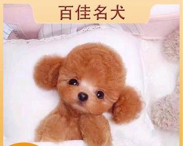 纯种泰迪狗狗的价格测评（千元至上万，市场泰迪价格缤纷）(图4)