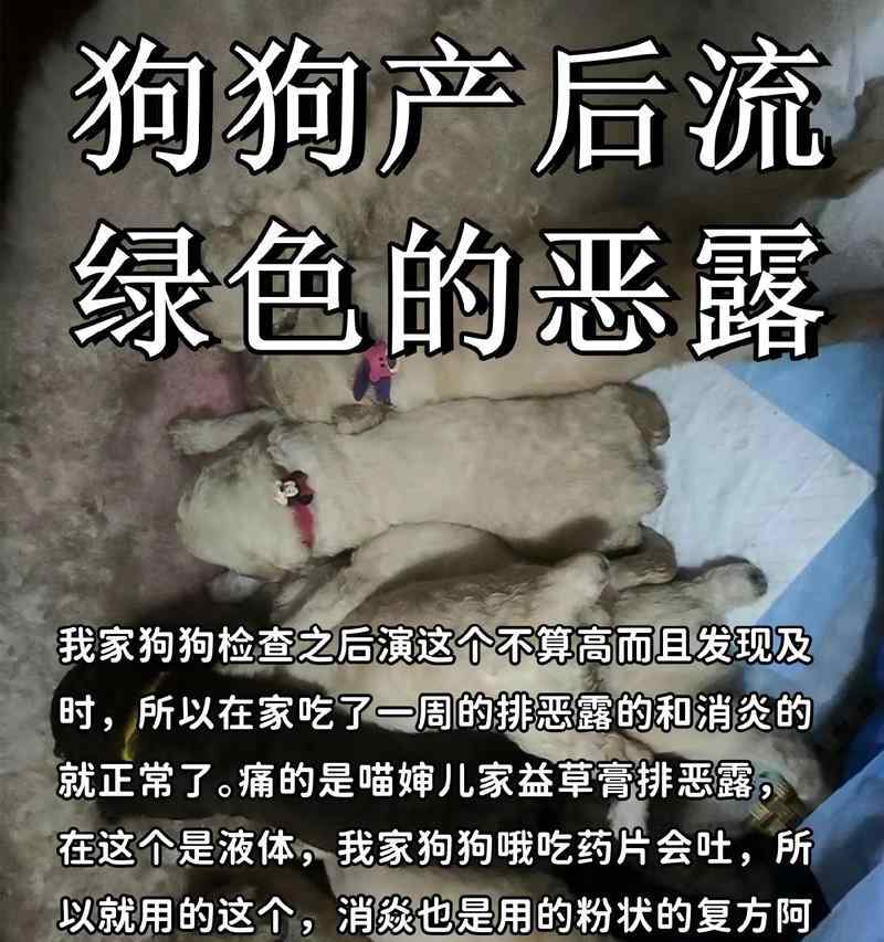 狗狗临产前的变化与不同寻常的反应（揭秘狗狗即将生产的神奇变化和行为表现）(图3)