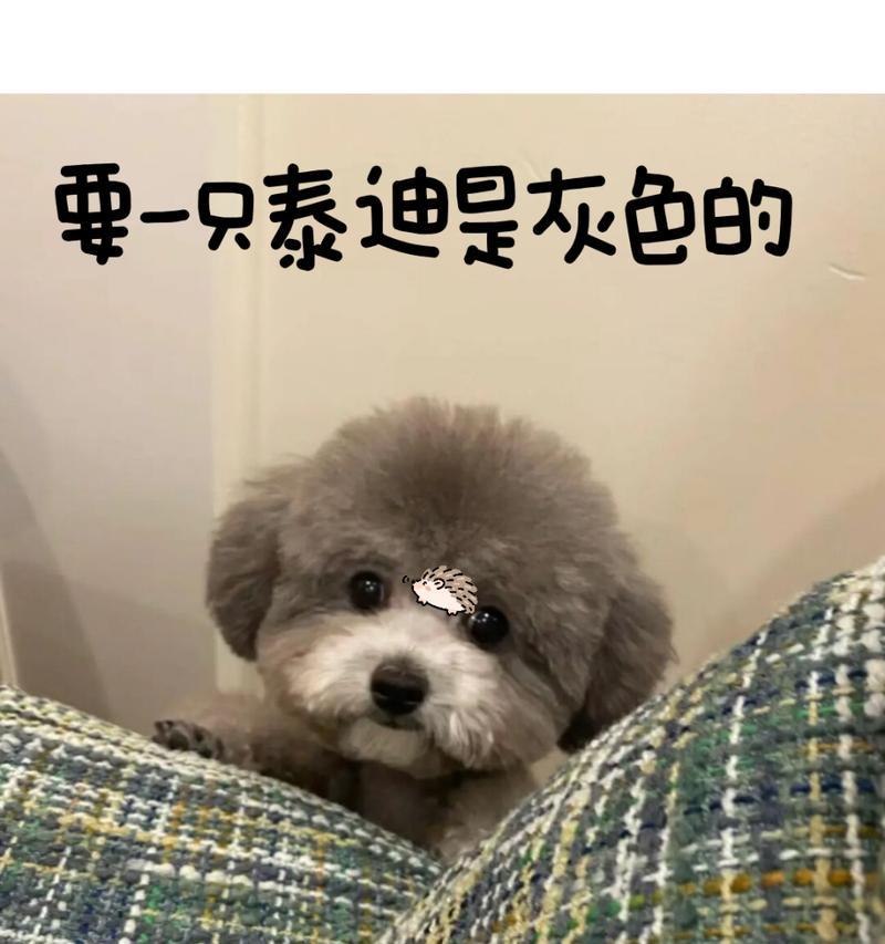 纯种泰迪狗狗的价格测评（千元至上万，市场泰迪价格缤纷）(图1)